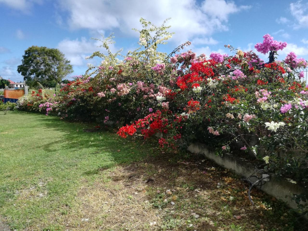 Готель Au Jardin De Beausejour Capesterre Екстер'єр фото